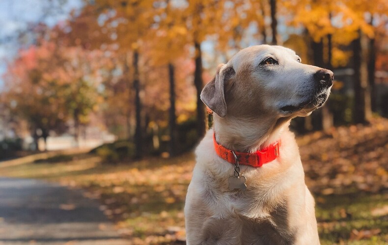 Précision du rôle de la MRC de Bellechasse en lien avec l'entreprise Escouade canine MRC